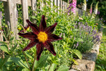 Dahlia 'Verrone’s Obsidian' – dahlia tubers, product photo 4 (Harding & Bloom)