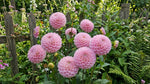 Dahlia 'Wizard of Oz' – dahlia tubers, product photo 4 (Harding & Bloom)