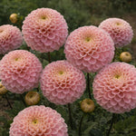 Dahlia 'Wizard of Oz' – dahlia tubers, product photo 3 (Harding & Bloom)
