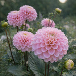Dahlia 'Wizard of Oz' – dahlia tubers, product photo 2 (Harding & Bloom)
