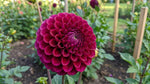 Dahlia 'Downham Royal' - Harding & Bloom
