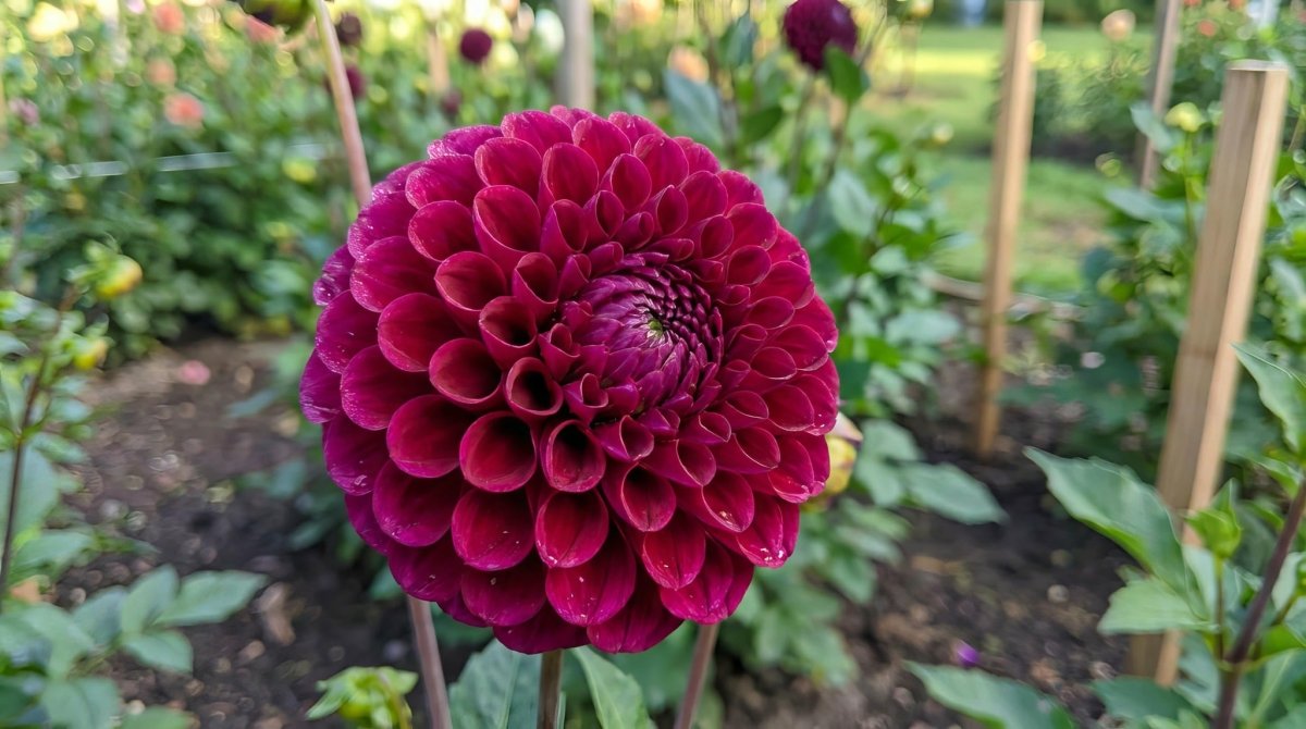 Dahlia 'Downham Royal' - Harding & Bloom