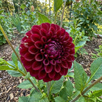 Dahlia 'Downham Royal' - Harding & Bloom