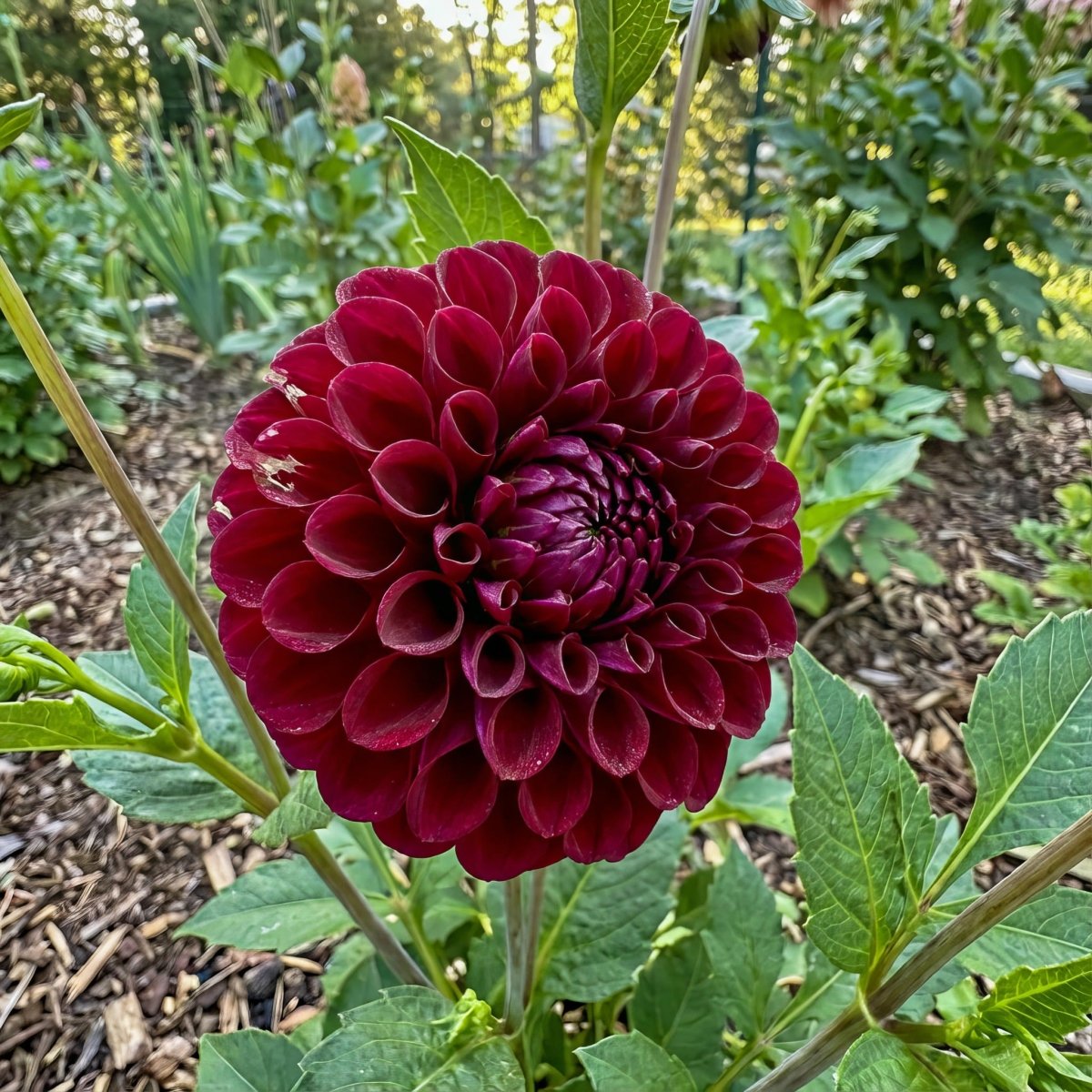 Dahlia 'Downham Royal' - Harding & Bloom