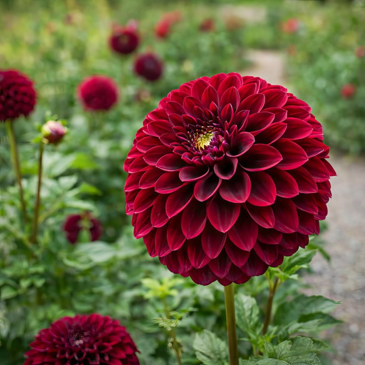 Dahlia 'Downham Royal' - Harding & Bloom