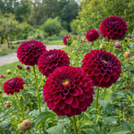 Dahlia 'Downham Royal' - Harding & Bloom