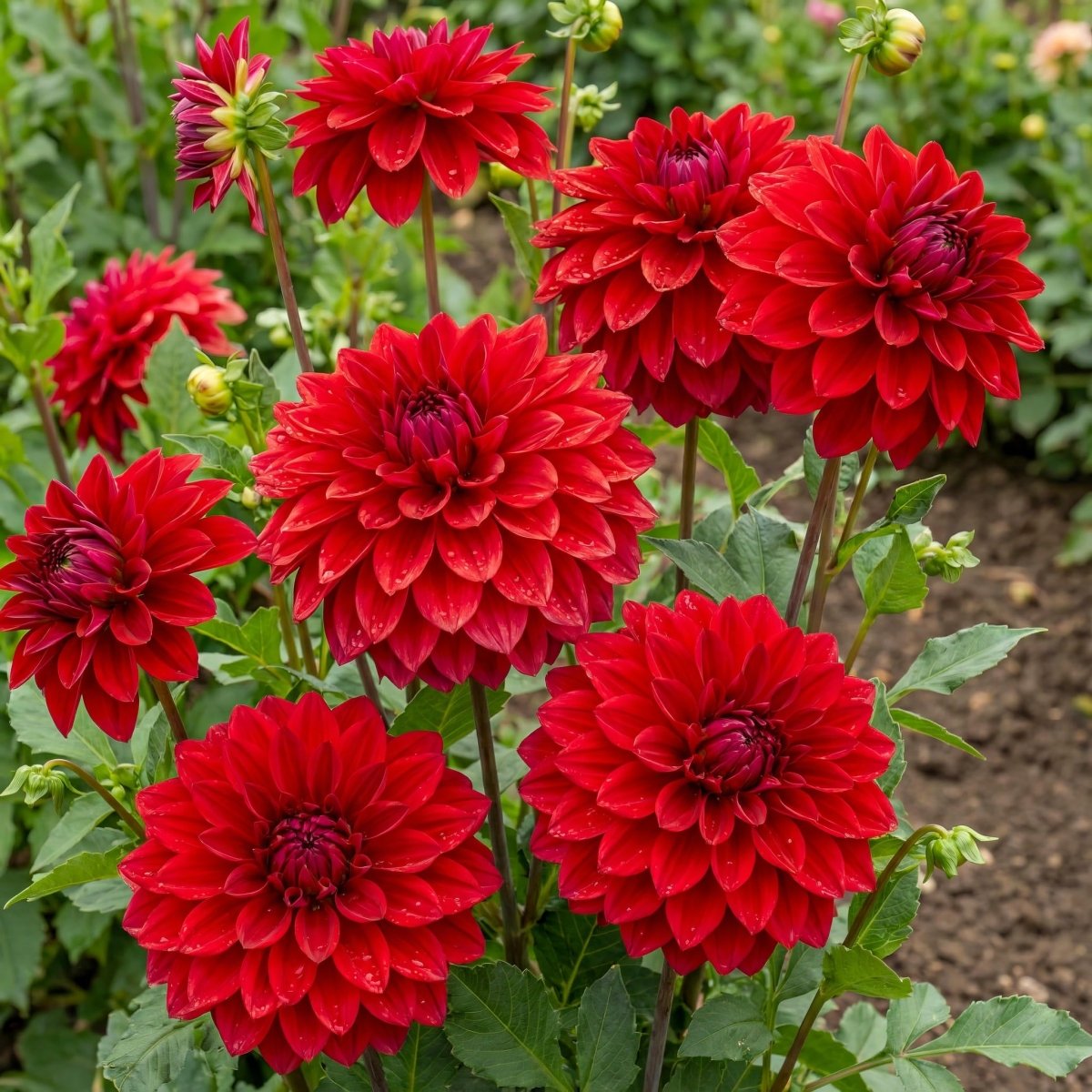 Dahlia 'Nescio' - Harding & Bloom