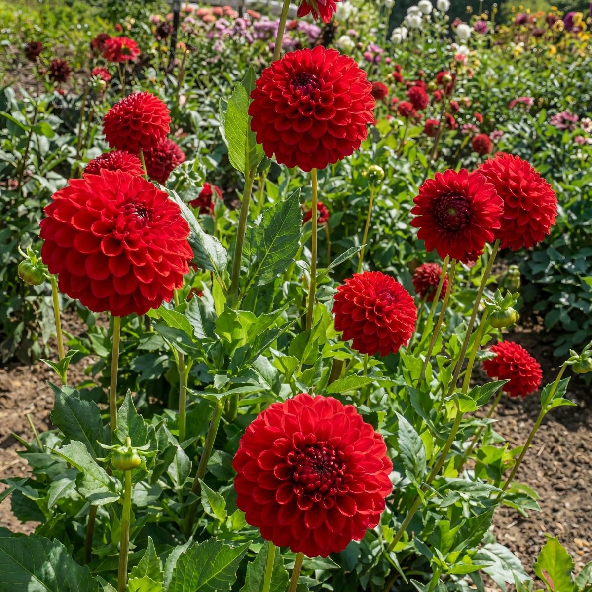 Dahlia 'Nescio' - Harding & Bloom