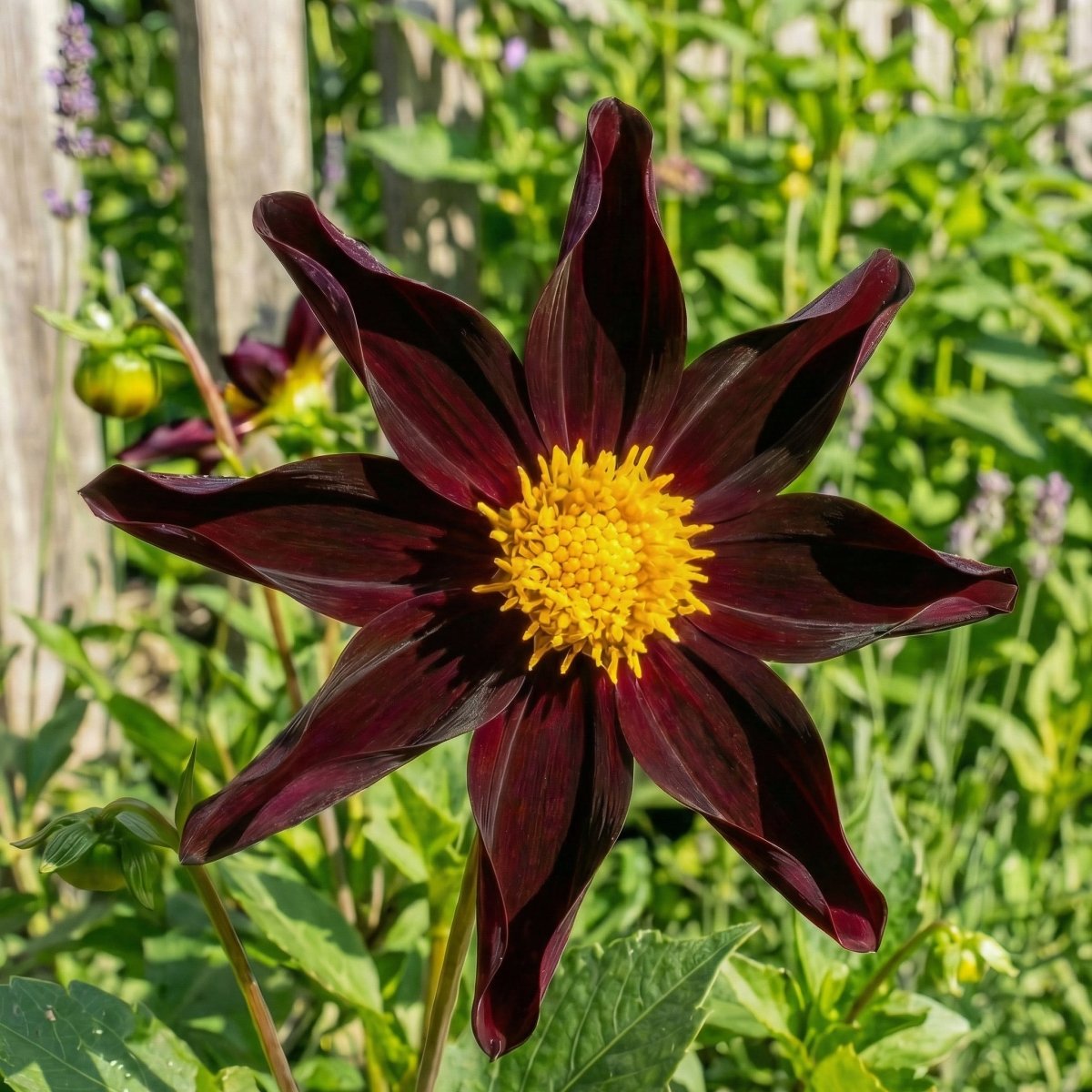Dahlia 'Verrone’s Obsidian' - Harding & Bloom