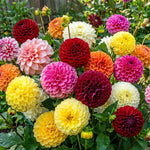 Dahlia 'Pompon Mixed' - Harding & Bloom
