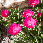 Ice Plant 'Ice Cream Purple' (Delosperma) - Harding & Bloom