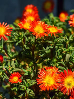 Delosperma 'Ice Cream Fire' - Harding & Bloom