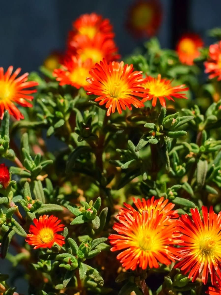 Delosperma 'Ice Cream Fire' - Harding & Bloom