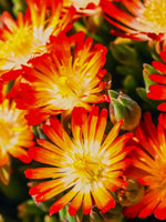 Delosperma 'Ice Cream Fire' - Harding & Bloom