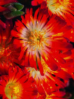 Delosperma 'Ice Cream Fire' - Harding & Bloom