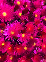 Delosperma 'Ice Cream Fuchsia' - Harding & Bloom
