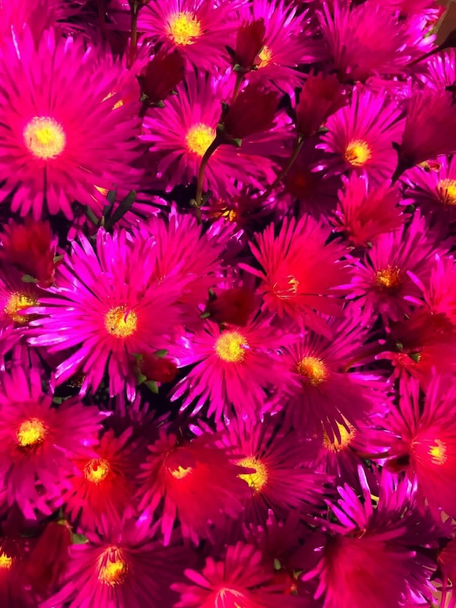 Delosperma 'Ice Cream Fuchsia' - Harding & Bloom