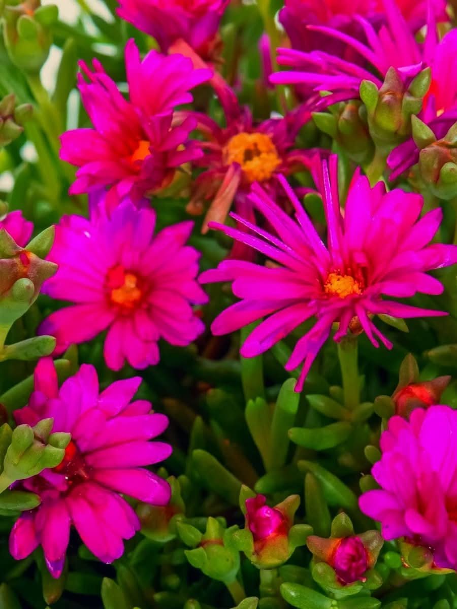 Delosperma 'Ice Cream Fuchsia' - Harding & Bloom