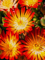 Delosperma 'Ice Cream Orange' - Harding & Bloom