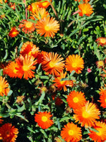 Delosperma 'Ice Cream Orange' - Harding & Bloom