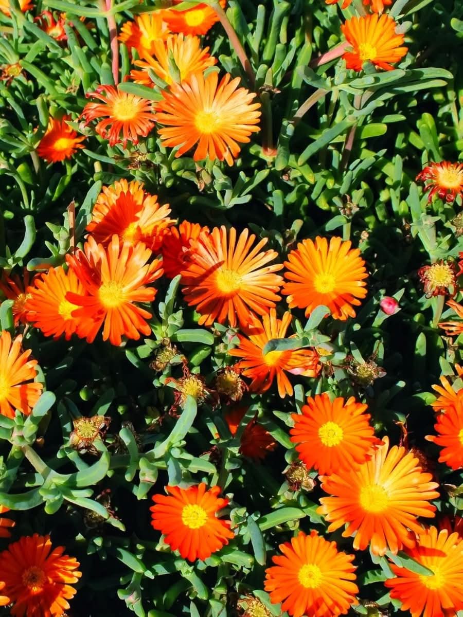 Delosperma 'Ice Cream Orange' - Harding & Bloom