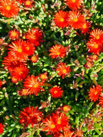 Delosperma 'Ice Cream Orange' - Harding & Bloom