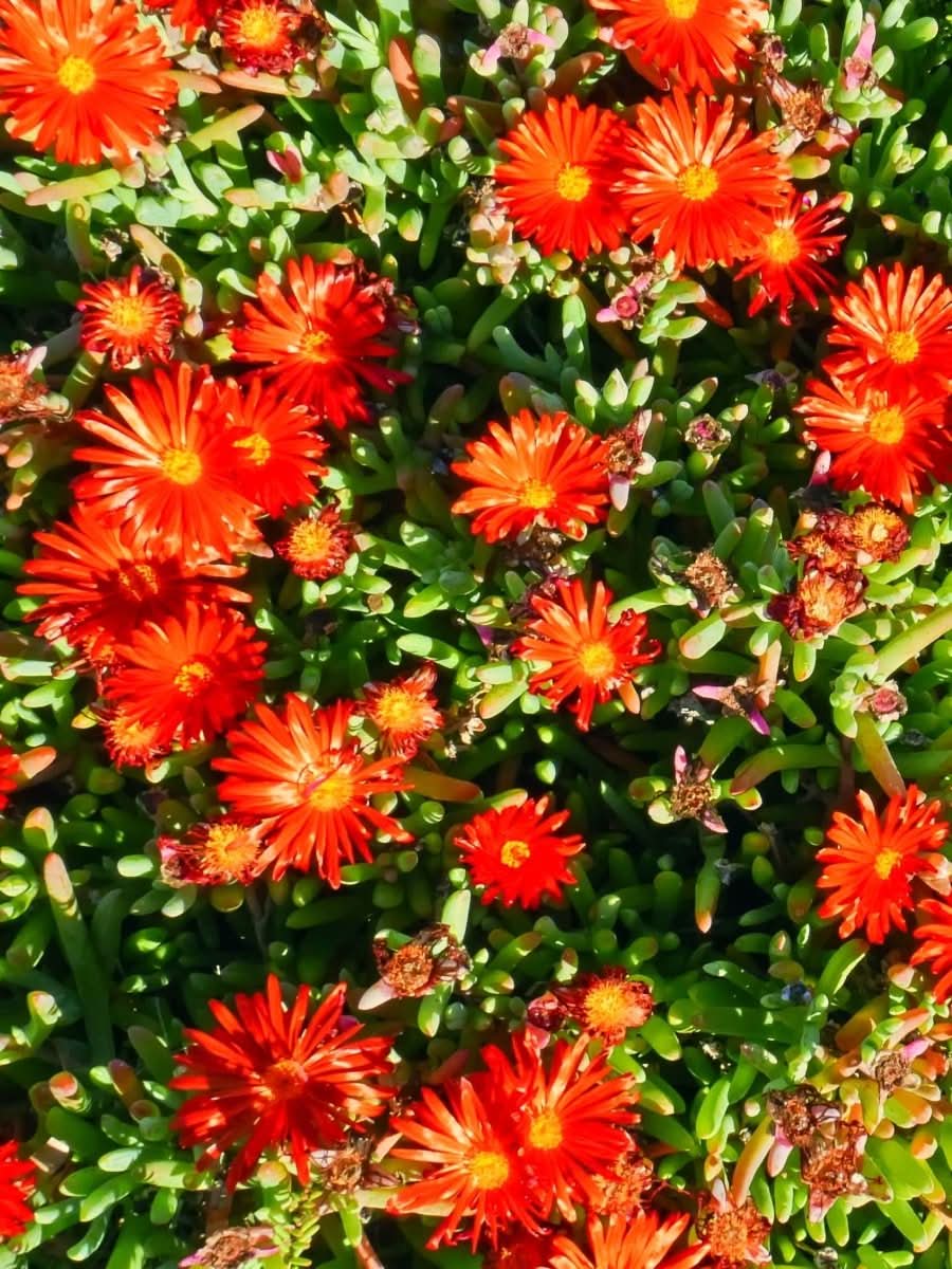 Delosperma 'Ice Cream Orange' - Harding & Bloom