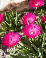 Ice Plant 'Ice Cream Purple' (Delosperma) - Harding & Bloom