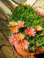 Delosperma 'Ice Cream Salmon' - Harding & Bloom