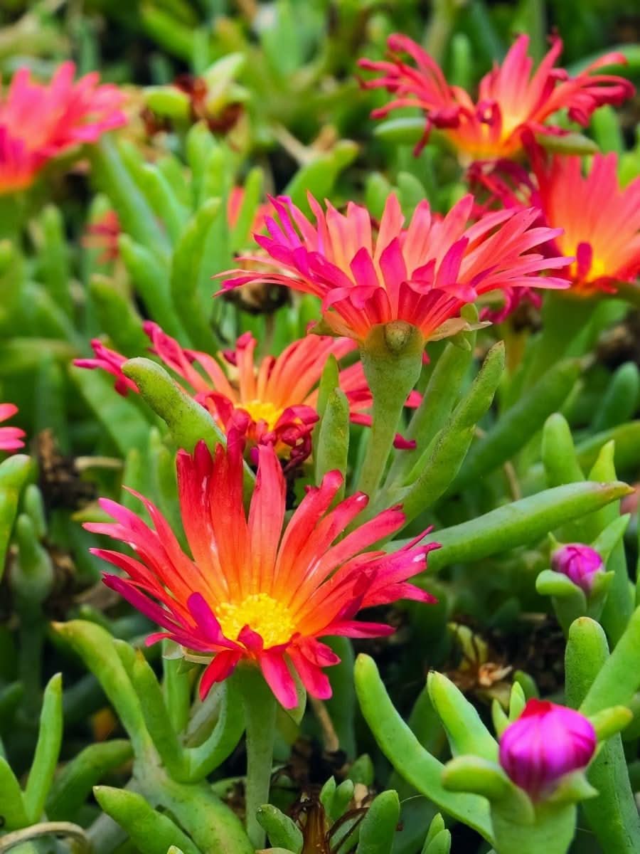 Delosperma 'Ice Cream Salmon' - Harding & Bloom
