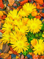 Delosperma 'Ice Cream Yellow' - Harding & Bloom