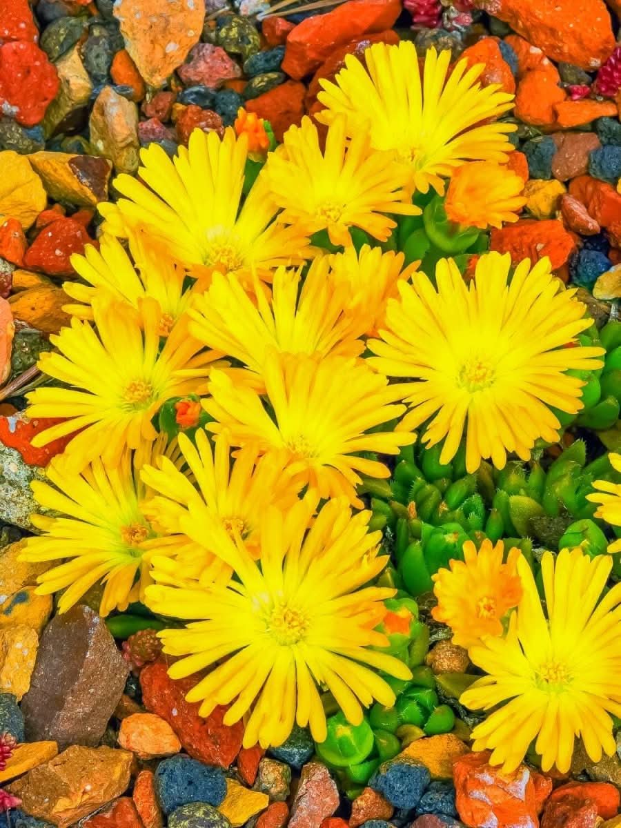 Delosperma 'Ice Cream Yellow' - Harding & Bloom
