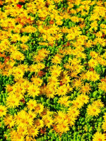 Delosperma 'Ice Cream Yellow' - Harding & Bloom