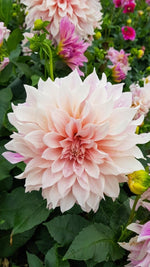 Dahlia 'Café au Lait' – dahlia tubers, main product photo (Harding & Bloom)