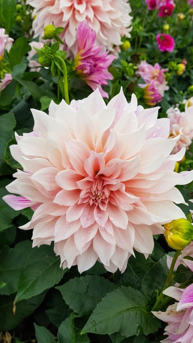 Dahlia 'Café au Lait' – dahlia tubers, main product photo (Harding & Bloom)