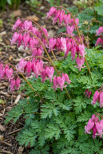 Dicentra 'Luxuriant' (Bleeding heart) – flower bulbs, main product photo (Harding & Bloom)