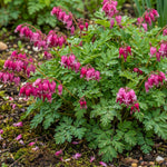 Dicentra 'Luxuriant' (Bleeding heart) – flower bulbs, product photo 4 (Harding & Bloom)