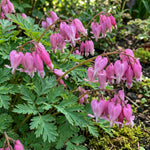 Dicentra 'Luxuriant' (Bleeding heart) – flower bulbs, product photo 3 (Harding & Bloom)
