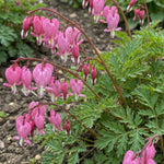 Dicentra 'Luxuriant' (Bleeding heart) – flower bulbs, product photo 2 (Harding & Bloom)
