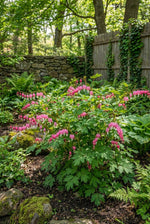 Lamprocapnos spectabilis (syn. Dicentra spectabilis) (Bleeding heart) – flower bulbs, product photo 5 (Harding & Bloom)