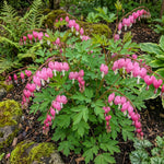 Lamprocapnos spectabilis (syn. Dicentra spectabilis) (Bleeding heart) – flower bulbs, main product photo (Harding & Bloom)