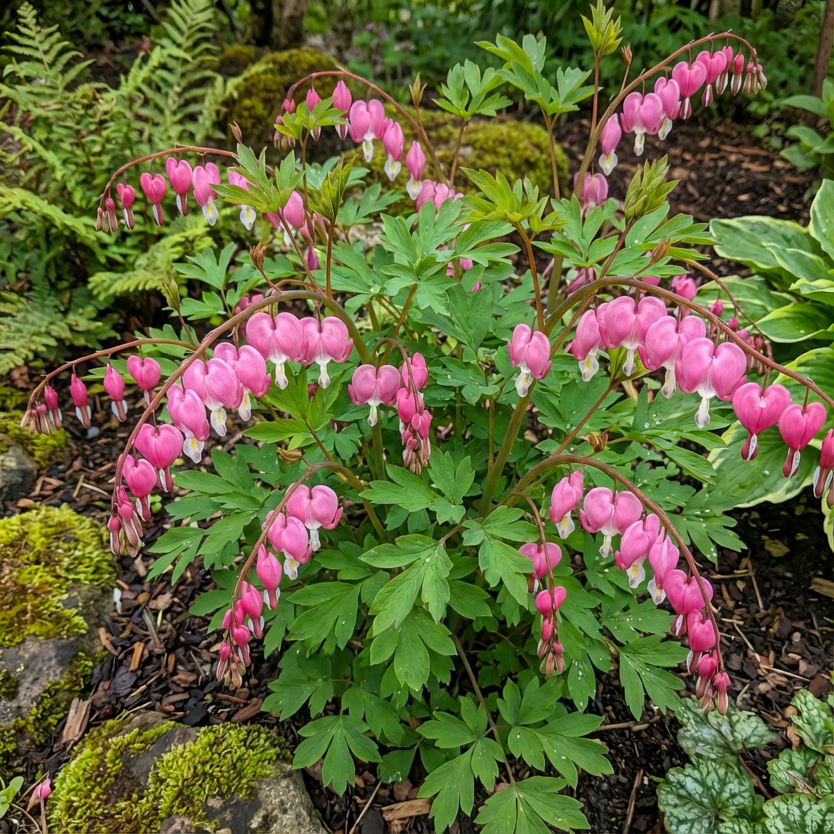 Lamprocapnos spectabilis (syn. Dicentra spectabilis) (Bleeding heart) – flower bulbs, main product photo (Harding & Bloom)