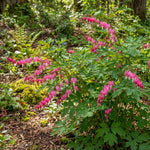 Lamprocapnos spectabilis (syn. Dicentra spectabilis) (Bleeding heart) – flower bulbs, product photo 4 (Harding & Bloom)