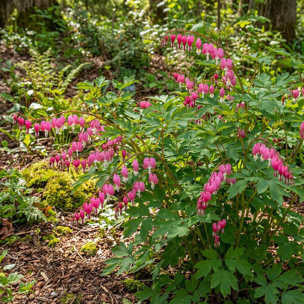 Lamprocapnos spectabilis (syn. Dicentra spectabilis) (Bleeding heart) – flower bulbs, product photo 4 (Harding & Bloom)