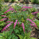 Lamprocapnos spectabilis (syn. Dicentra spectabilis) (Bleeding heart) – flower bulbs, product photo 3 (Harding & Bloom)