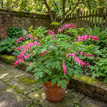 Lamprocapnos spectabilis (syn. Dicentra spectabilis) (Bleeding heart) – flower bulbs, product photo 2 (Harding & Bloom)