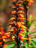 Digitalis 'Canariensis Bella' - Harding & Bloom