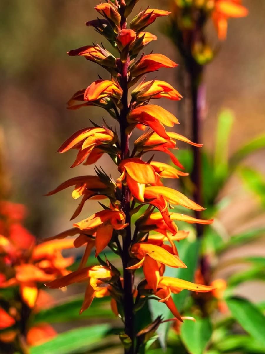 Digitalis 'Canariensis Bella' - Harding & Bloom