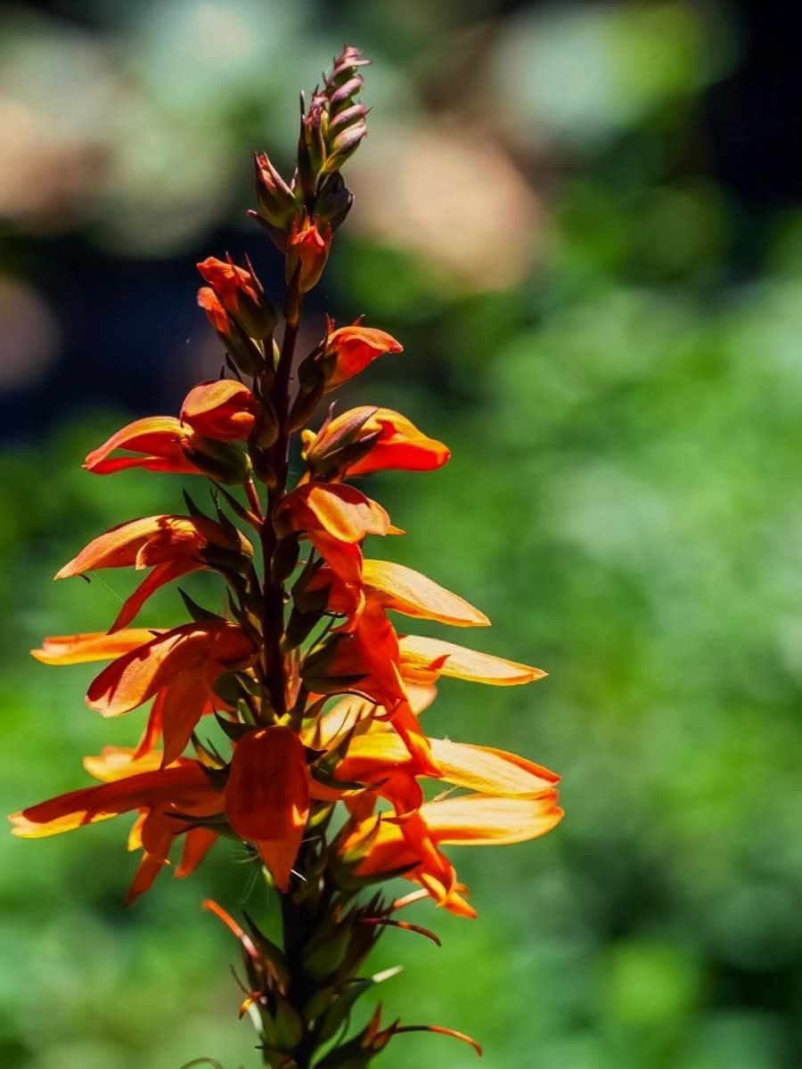 Digitalis 'Canariensis Bella' - Harding & Bloom