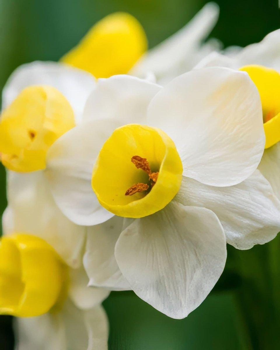 Daffodil 'Avalanche' (Narcissus) - Harding & Bloom